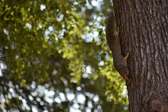 一招致胜 一招致胜