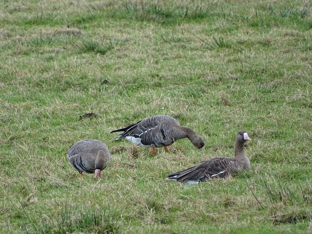 迅速成長 迅速成長